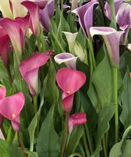 Three Calla Lily Plants in