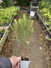 5 X Hebe Shrub Plants In Pots Evergreen White Flowers