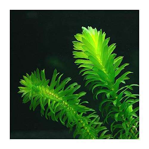 Elodea densa 125 loose - elodea, 1