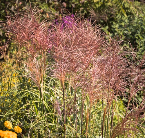 Miscanthus sinensis red - miscanthus, 'red