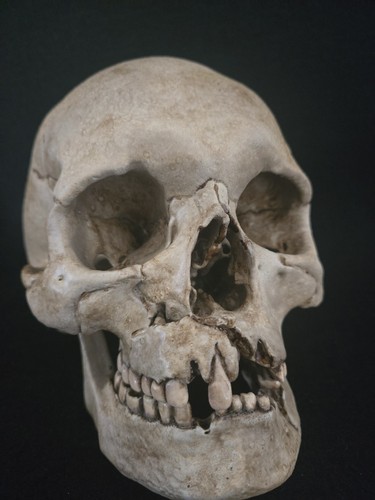Realistic human skull replica - human,