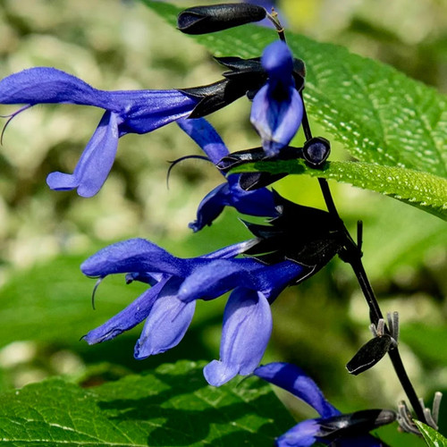 Salvia blue anise - salvia,,