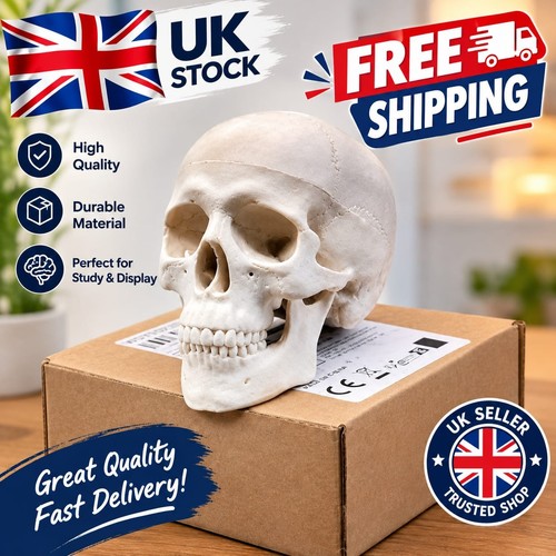 Human skull replica resin - human,