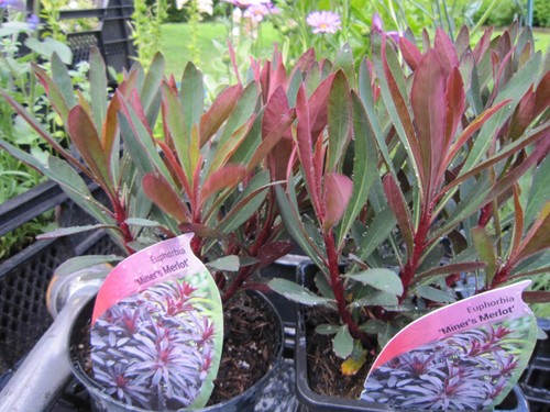 Euphorbia miners merlot - euphorbia,