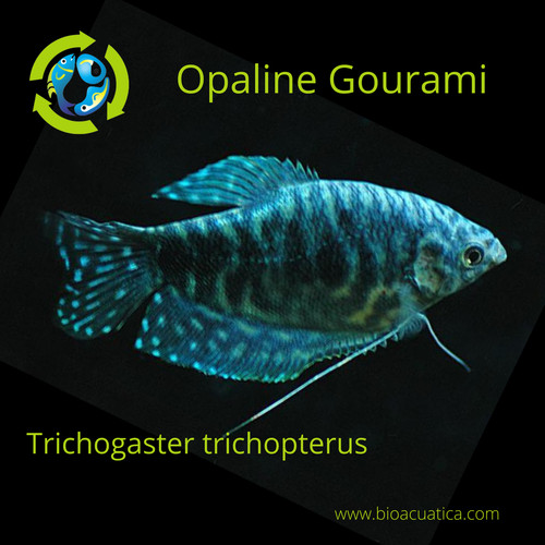 Opaline gourami to 2 - 2,