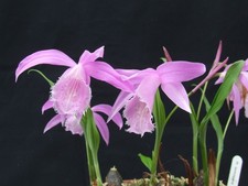 Pleione (Himalayan/Windowsill