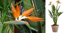 Orange Bird Of Paradise  (Strelitzia Reginae) | 10 seeds | Same Day Dispatch