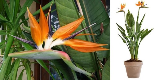 Orange bird paradise - bird,