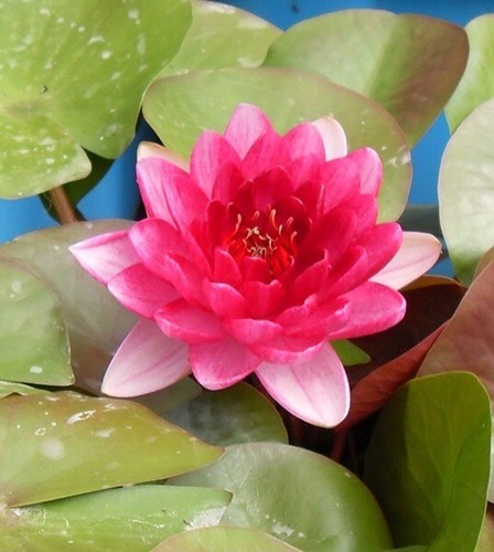 Perrys red dwarf small pond - red,