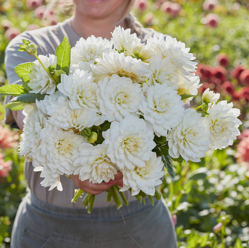 Dahlia tuber white swan - white,