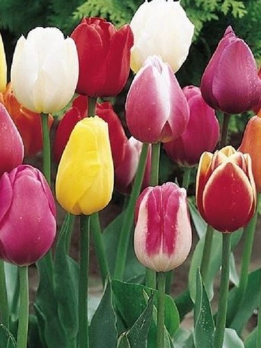 Triumph tulip mixed colours - tulip,
