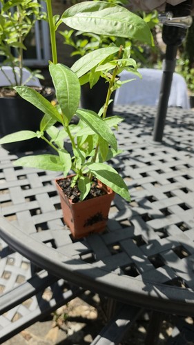 Cestrum nocturnum plant night - nocturnum,