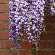 Wisteria floribunda Black