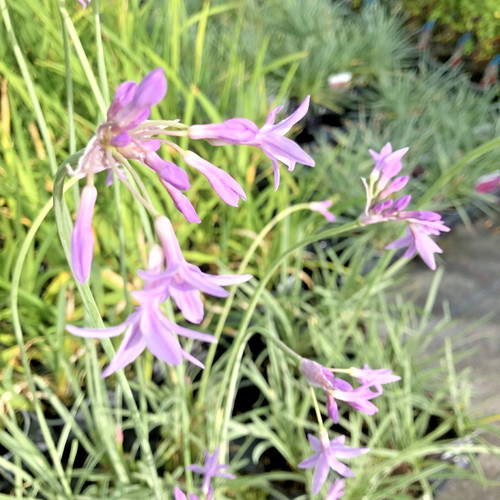 Tulbaghia silver lace - tulbaghia,