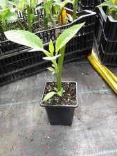 Brugmansia Charles Grimaldi