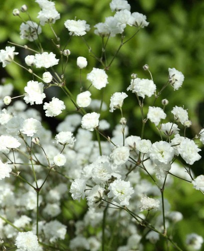 Gypsophila paniculata baby s - paniculata, baby's