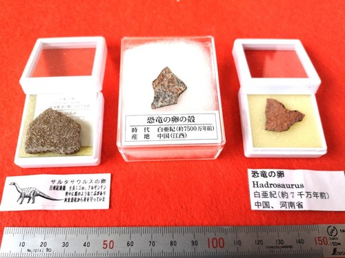 Dinosaur egg shells - dinosaur,