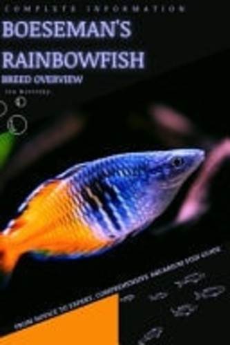 Boeseman rainbowfish from - boeseman's,