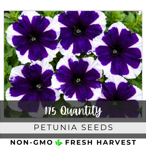 Petunia seeds flowers - petunia,