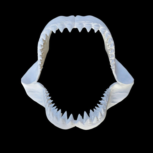 Shark jaw 30cm - jaw,