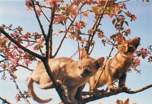 Picture postcard cats to - postcard>,