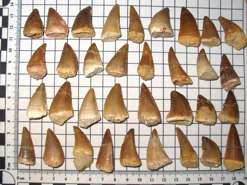Cretaceous mosasaur tooth - mosasaur,