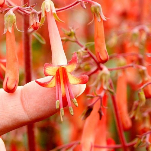 Phygelius somerford funfair - phygelius,