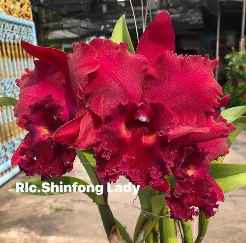 Rare cattleya rlc - rare, shinfong