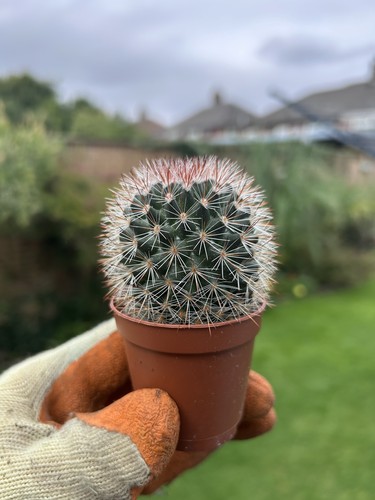 Mammillaria spinosissima - , –