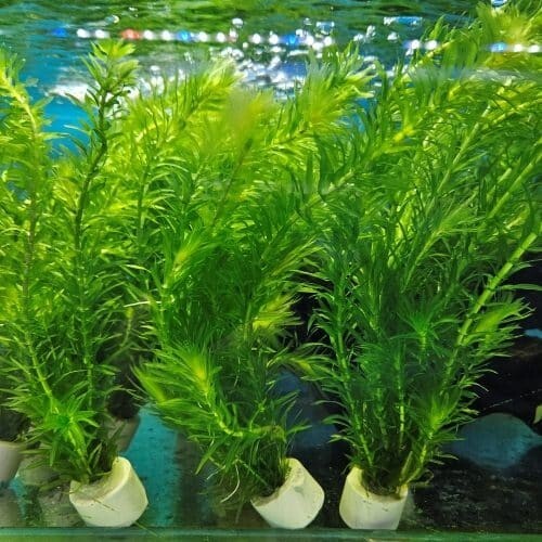 Egeria densa bunch aquarium - egeria,