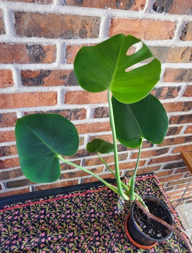 Monstera deliciosa live - deliciosa,