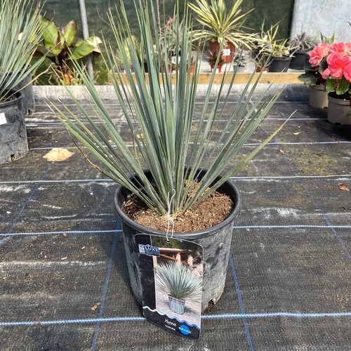 Yucca rostrata blue - yucca, &