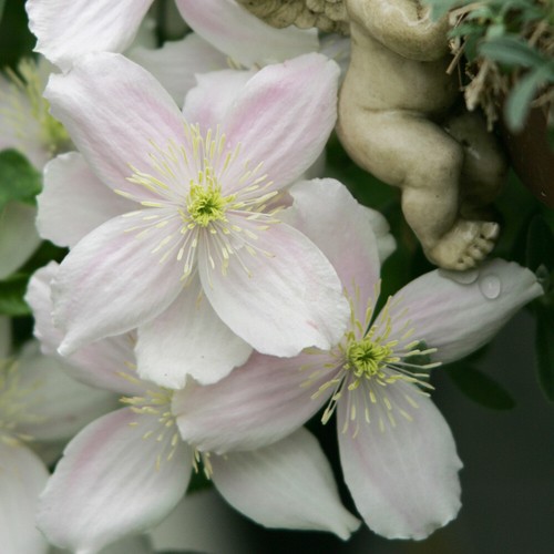 Climbing garden plant - climbing,