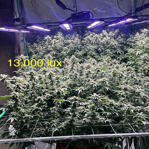 5000w spider plant light - 5000w,