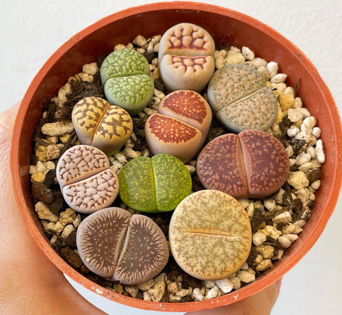 Brilliant colour lithops - colour,