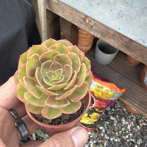 Aeonium lin lang - lin,