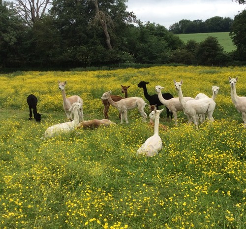 1kg raw alpaca fleece - 1kg,