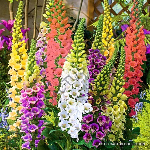 Digitalis purpurea giant - digitalis,