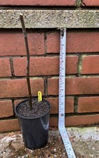 1x Fig tree plant fruit Early