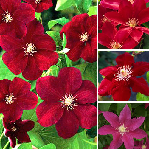 Clematis dark red - x,