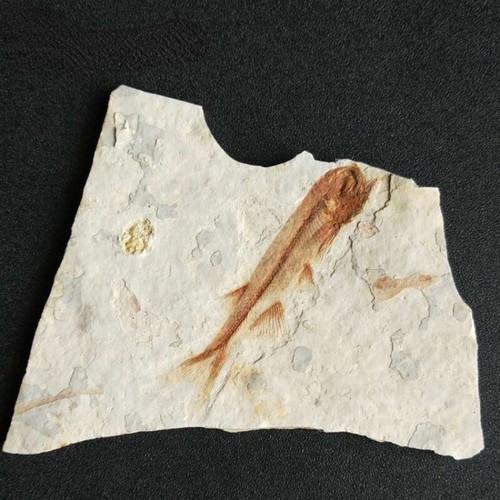 China 150 million years - uk, ago