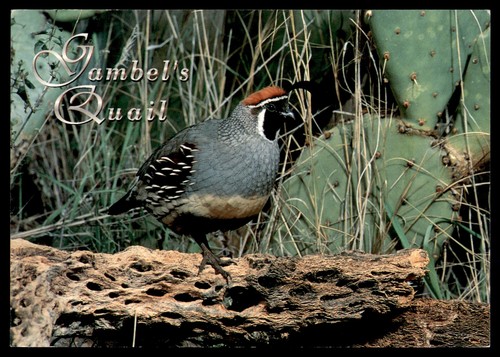 Postcard gambel quail - postcard, on