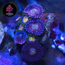 Play Boy Bunnies & Laser Lemons Zoa Colony Frag WYSIWYG