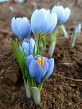 10 CROCUS BLUE PEARL BULBS