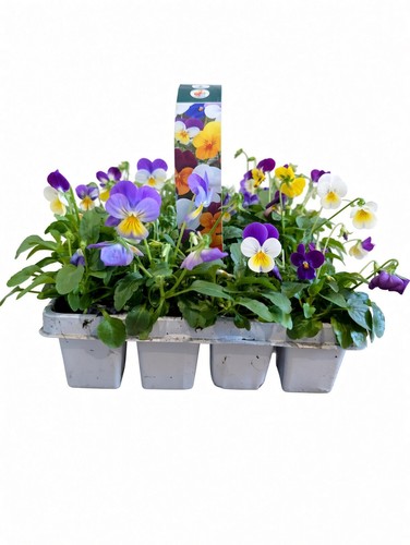 Pack viola plants - plants, mixed