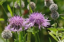 British Wild Flower -