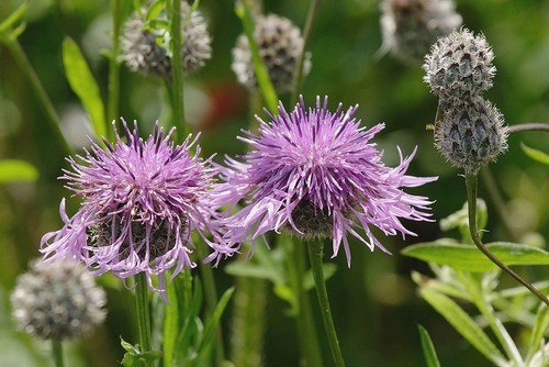 British wild flower - british,