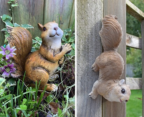 Climbing red squirrel - squirrel, garden