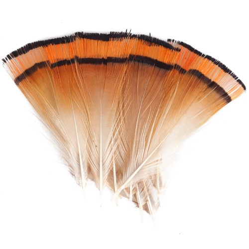 Northern game golden pheasant - northern,