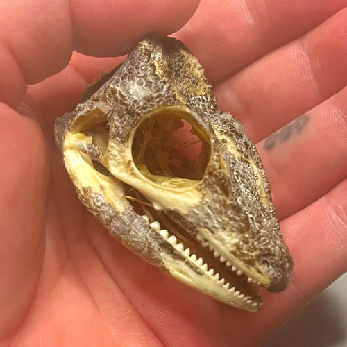 Taxidermy cuban night anole - cuban,